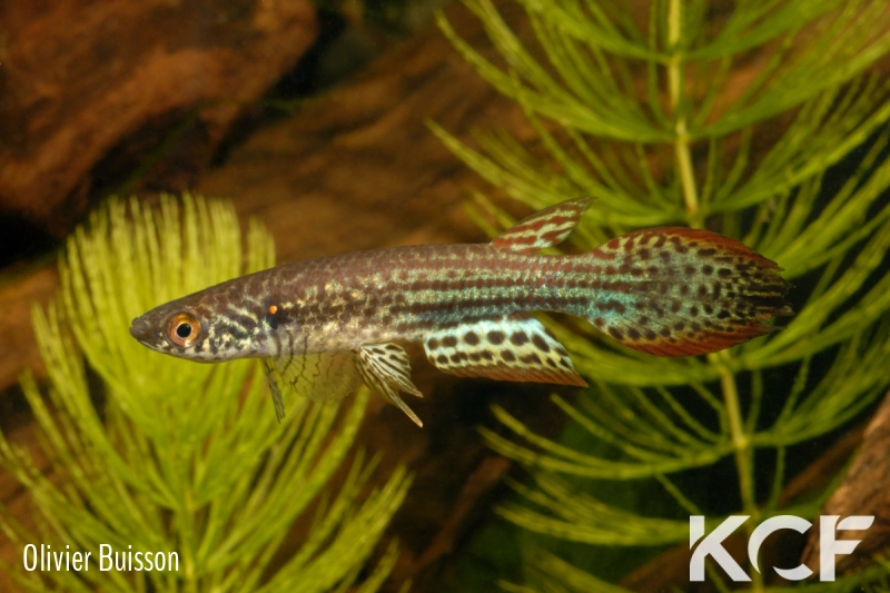 Pterolebias phasianus  male adulte 