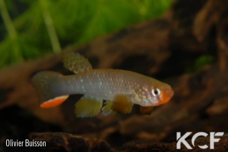 Rachovia hummelincki  male adulte 