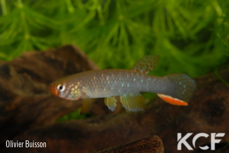 Rachovia hummelincki  male adulte 