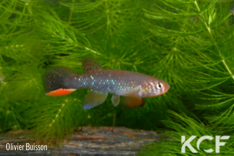 Rachovia hummelincki  male adulte 