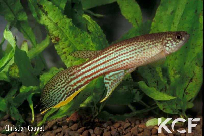 Renova oscari  male adulte 