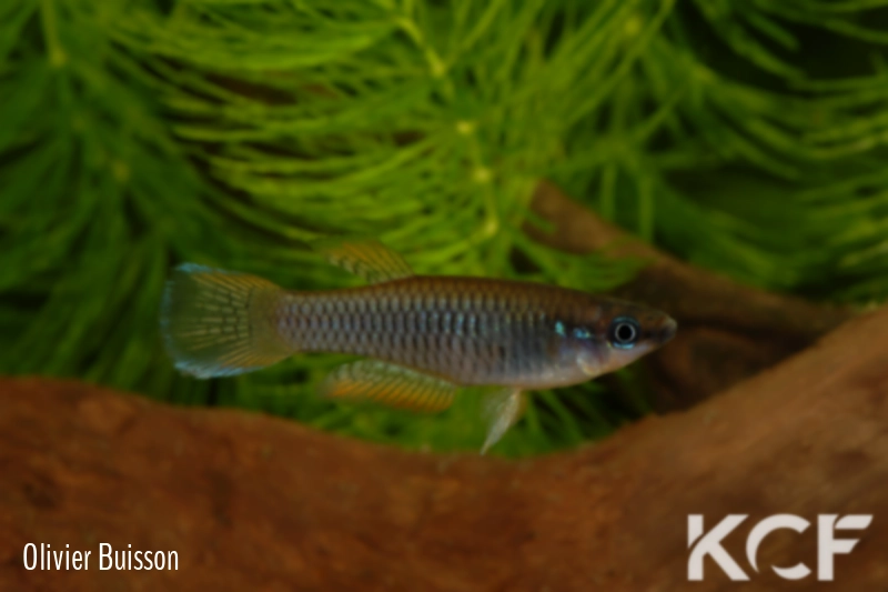 Rhexipanchax lamberti  male adulte 