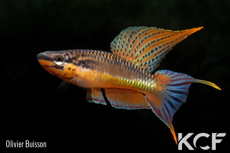 Aphyo. Chromaphyosemion rubrogaster Niengué GLC 14 male adulte 