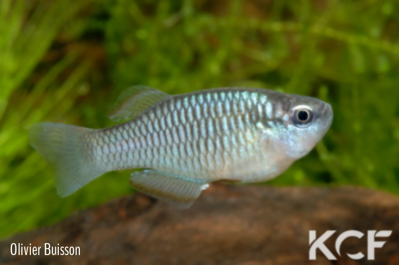 Rhexipanchax nimbaensis Bokoumé CGL 11-08 male adulte 