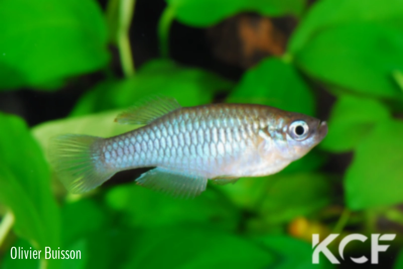 Rhexipanchax nimbaensis CI male adulte 