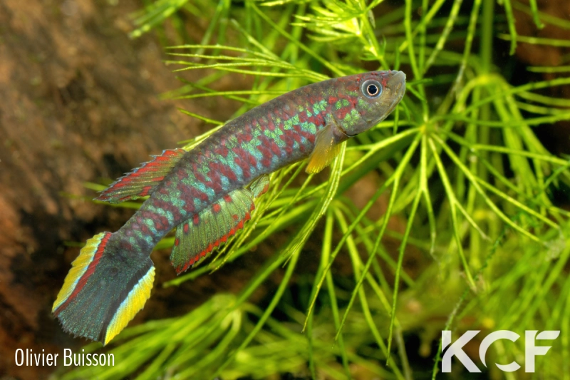 Scriptaphyosemion brueningi RL93 EP82 male adulte 