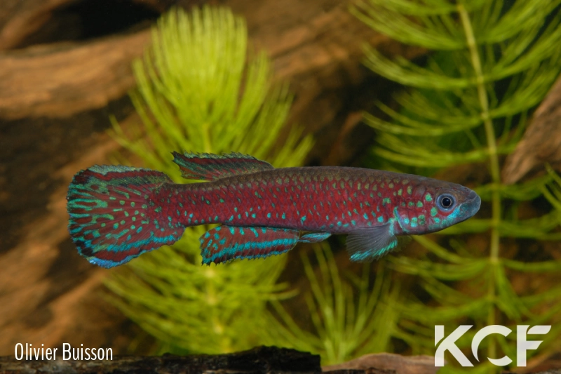 Scriptaphyosemion cauveti Barrage Loire Atlantique GRCH 93-239 male adulte 