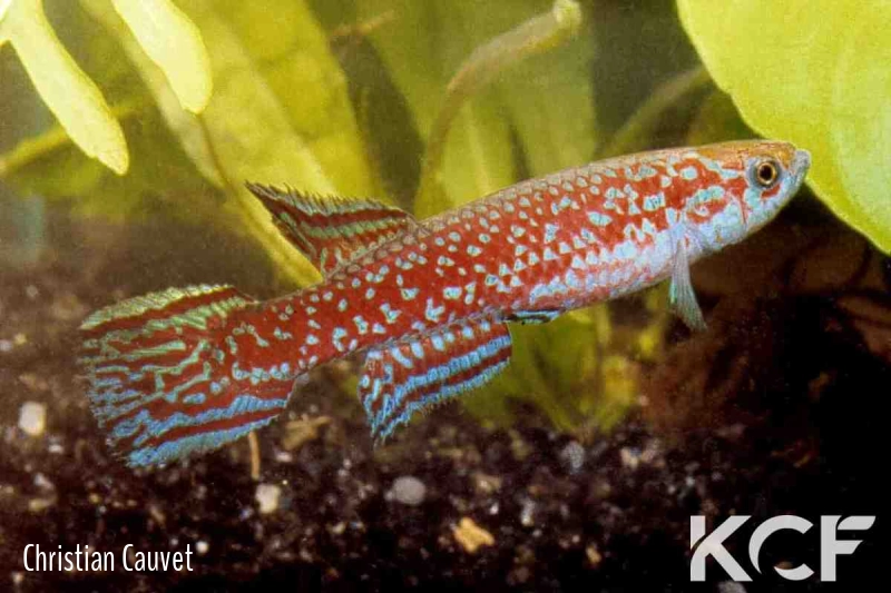 Scriptaphyosemion cauveti  male adulte 