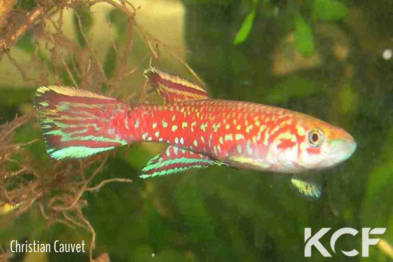 Scriptaphyosemion cauveti Barrage Loire Atlantique GCLR 06-04 male adulte 