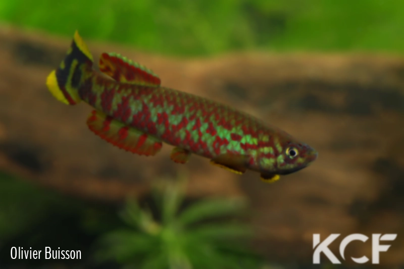 Scriptaphyosemion etzeli Lungi Lol SL 99-10 male adulte 