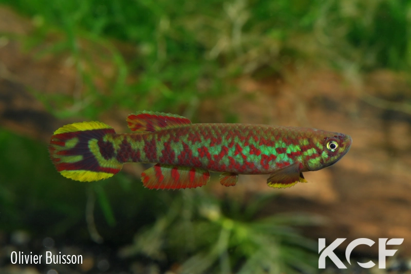 Scriptaphyosemion etzeli Lungi Lol SL 99-10 male adulte 