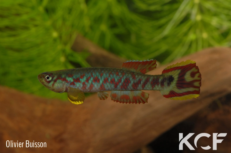 Scriptaphyosemion etzeli Lungi Lol SL 99-10 male adulte 