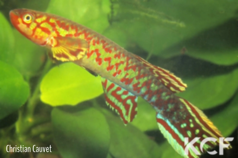 Scriptaphyosemion geryi Tiya GRCH 93-213 male adulte 