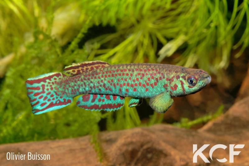 Scriptaphyosemion guignardi Santou GCLR 06-09 male adulte 