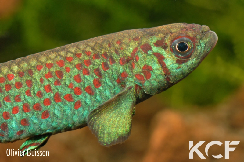 Scriptaphyosemion guignardi Santou GCLR 06-09 male adulte 