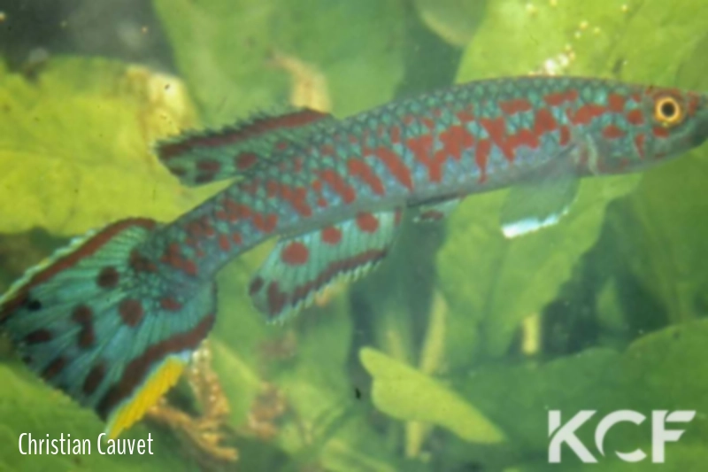 Scriptaphyosemion liberiense  male adulte 