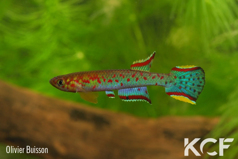 Scriptaphyosemion schmitti Juarzon male adulte 