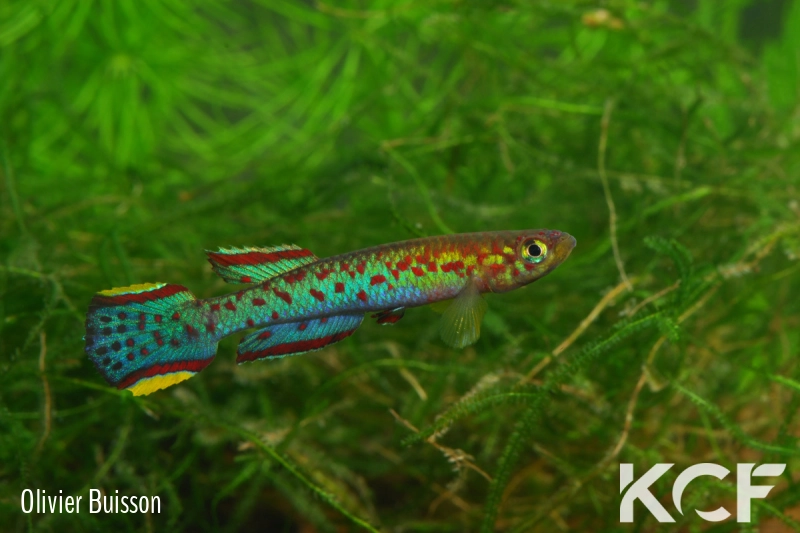 Scriptaphyosemion schmitti Juarzon male adulte 