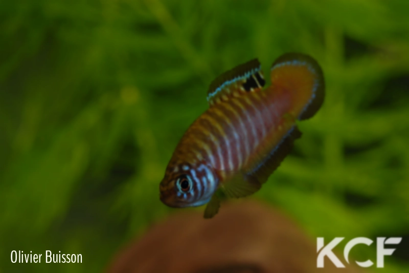Simpsonichthys nigromaculatus Rio da Prata - Chapadão do Céu NPCE BR 08-06 male adulte 