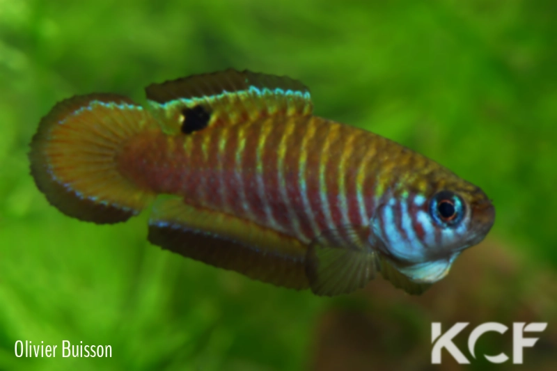 Simpsonichthys nigromaculatus Rio da Prata - Chapadão do Céu NPCE BR 08-06 male adulte 