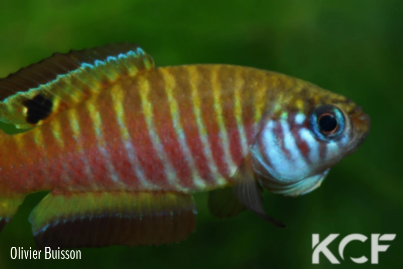 Simpsonichthys nigromaculatus Rio da Prata - Chapadão do Céu NPCE BR 08-06 male adulte 