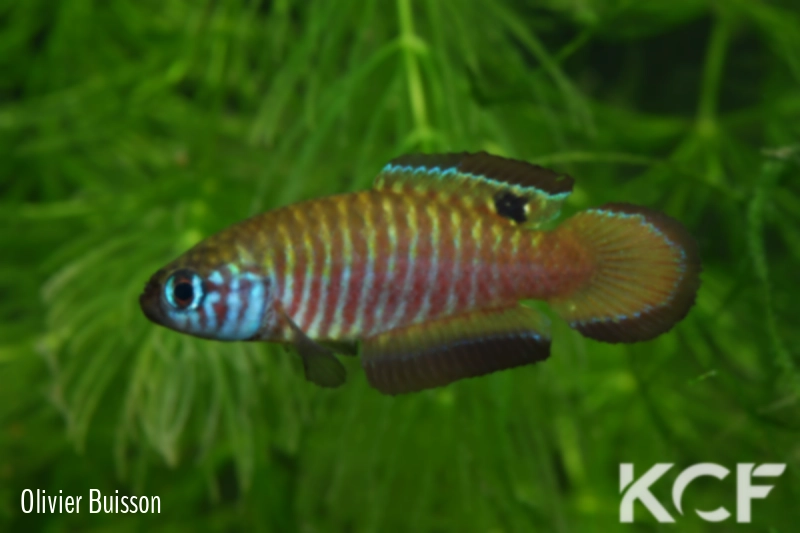 Simpsonichthys nigromaculatus Rio da Prata - Chapadão do Céu NPCE BR 08-06 male adulte 