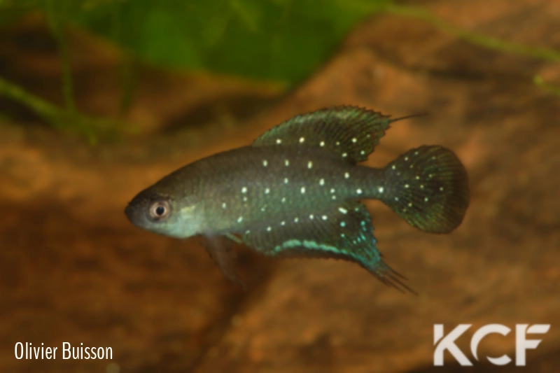 Spectrolebias chacoensis  male adulte 