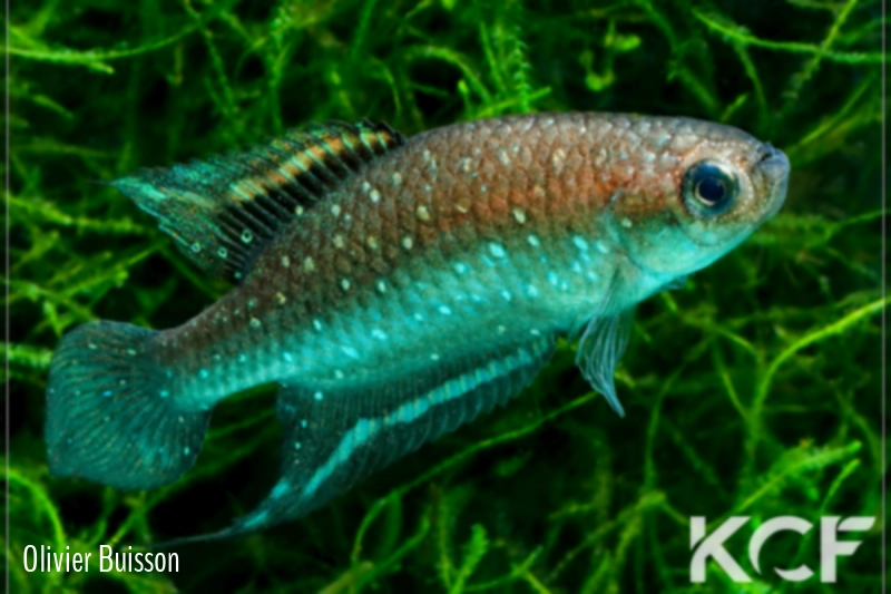 Spectrolebias chacoensis PYEH 06-15 male adulte 