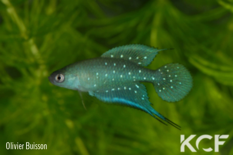 Spectrolebias chacoensis  male adulte 