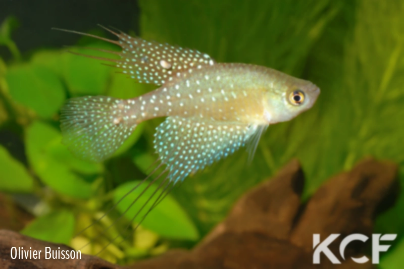 Spectrolebias filamentosus  male adulte 