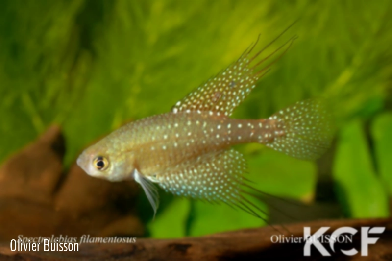 Spectrolebias filamentosus  male adulte 
