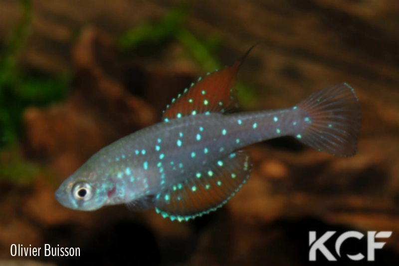 Spectrolebias inaequipinnatus  male adulte 