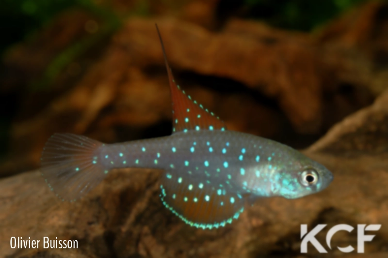 Spectrolebias inaequipinnatus  male adulte 