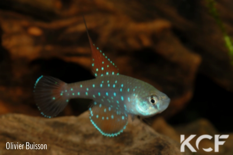 Spectrolebias inaequipinnatus  male adulte 