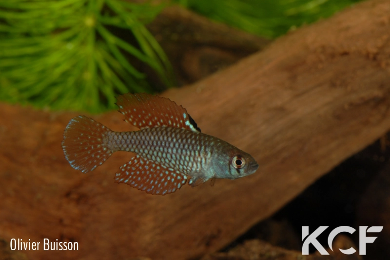 Spectrolebias reticulatus Altamira Rio Xingu- TT male adulte 