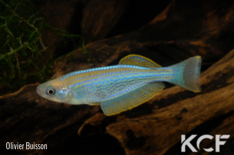 Lamprichthys tanganicanus  male adulte 