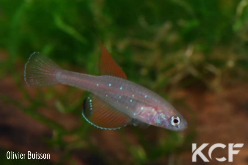 Spectrolebias semiocellatus  male adulte 