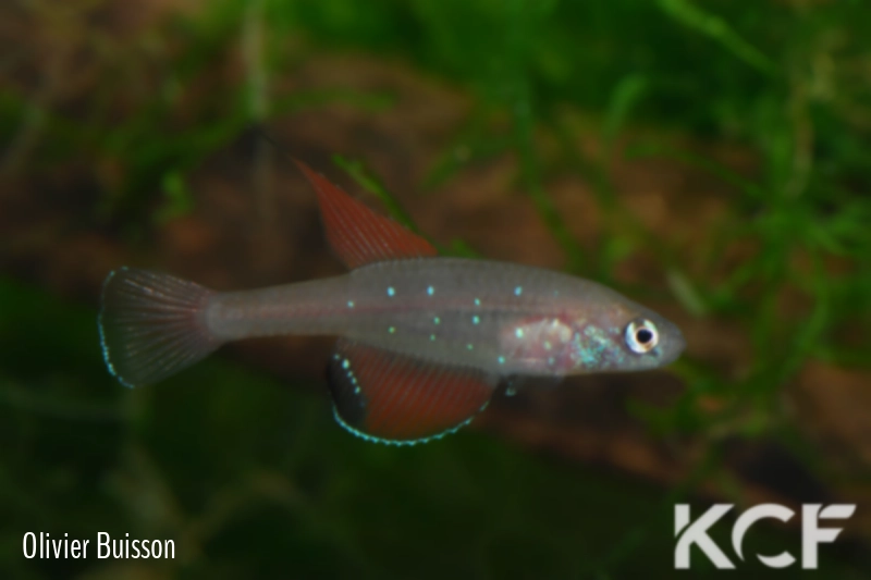 Spectrolebias semiocellatus  male adulte 