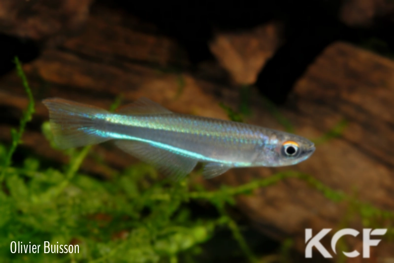 Plataplochilus chalcopyrus Mabounié GLC 12 male adulte 