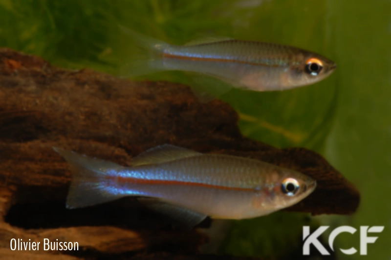 Plataplochilus miltotaenia EBT 96-24 couple adulte 