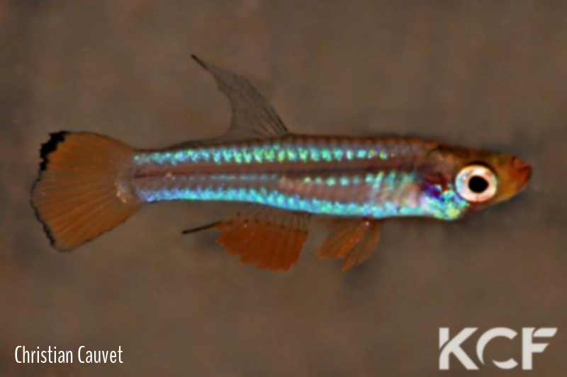 Congopanchax brichardi  male adulte 