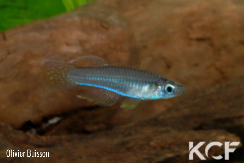 Poropanchax luxophthalmus hannerzi  male adulte 