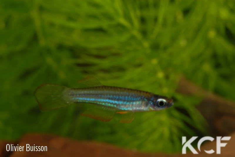 Poropanchax rancureli  male adulte 