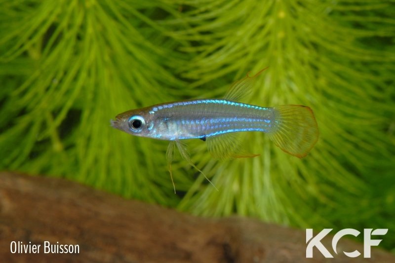 Poropanchax stigmatopygus Pondo ABL 08-237 male adulte 