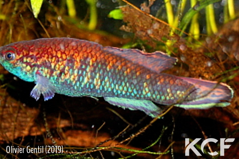 Callopanchax toddi Takhori GM 97-26 male adulte 