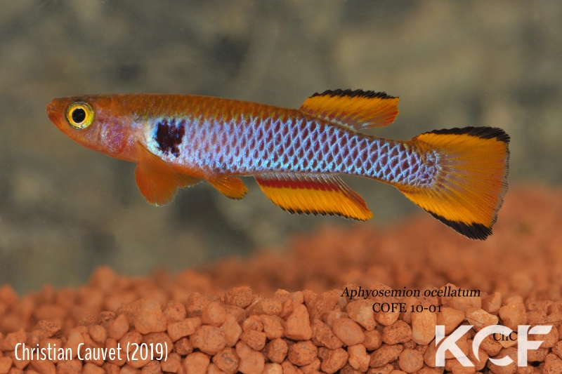 Aphyosemion ocellatum COFE 10-01 male adulte 