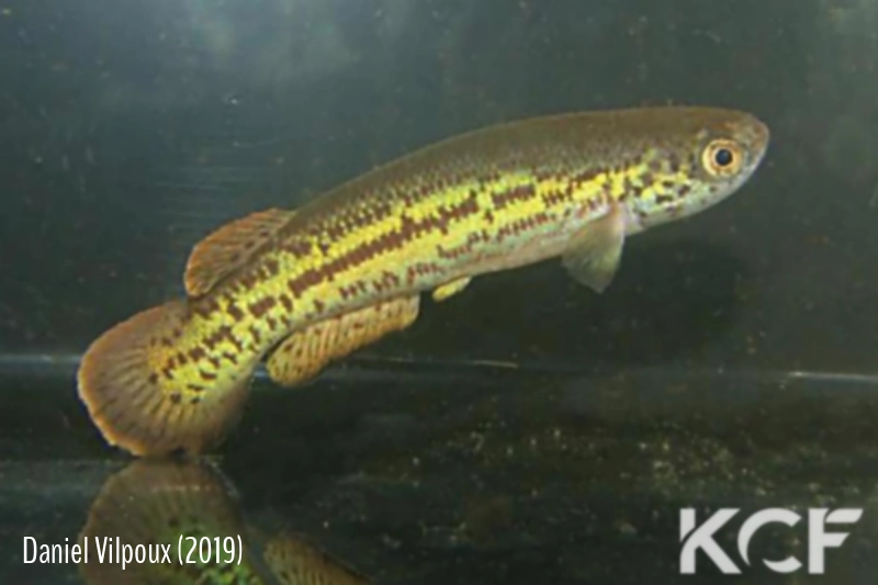 Anablepsoides amphoreus Tafelberg  SVS 00-04 male adulte 