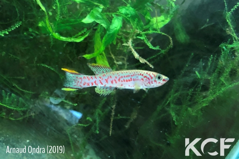 Fundulopanchax clauseni Udi Berge male adulte 