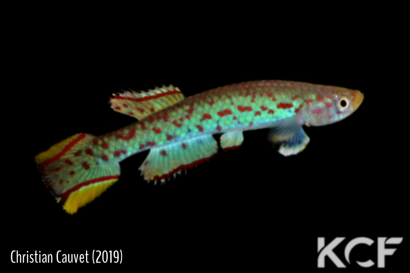 Scriptaphyosemion fredrodi Matanga SL 89 male adulte 