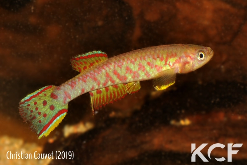 Scriptaphyosemion roloffi Funkuya SLMM 14-04 male adulte 